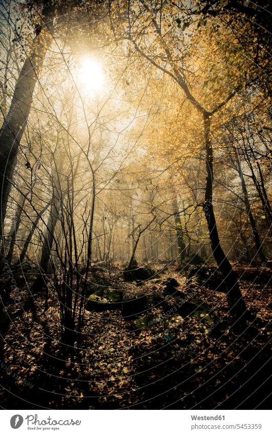 Italien, Piemont, Wald im Sonnenlicht Stimmung stimmungsvoll mystisch mysterioes mysteriös Natur ländliches Motiv nicht städtisch Laubwald geheimnisvoll Ruhe