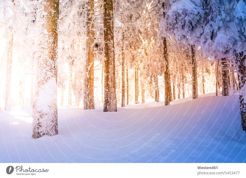 Deutschland, Baden-Wuerttemberg, schneebedeckte Baeume im Schwarzwald bei Mummelsee unberührt Baden-Württemberg Außenaufnahme draußen im Freien weiß weißes