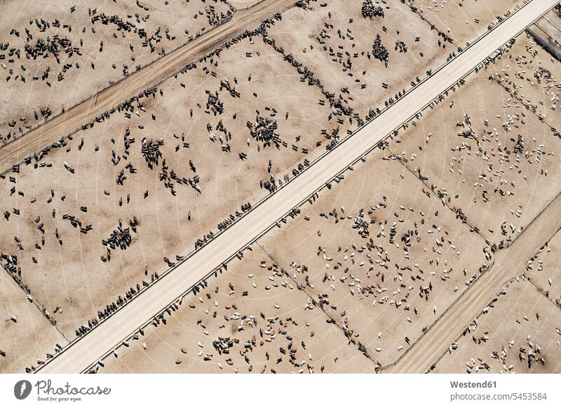 USA, Luftaufnahme eines Rindvieh-Futterplatzes bei Greeley, Colorado Struktur Struktureffekt Strukturen Textfreiraum ländlich auf dem Land auf dem Lande Tag