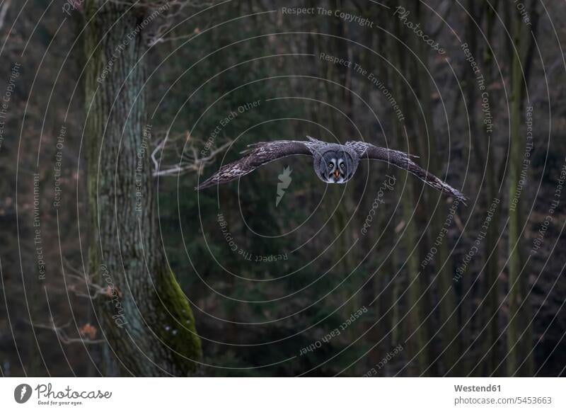 Tschechien, Große Graueule, Strix nebulosa im Wald fliegen fliegend Natur Tiermotive Tierthemen Wildleben wildlife Bartkauz Bartkaeuze Bartkäuze ein Tier 1