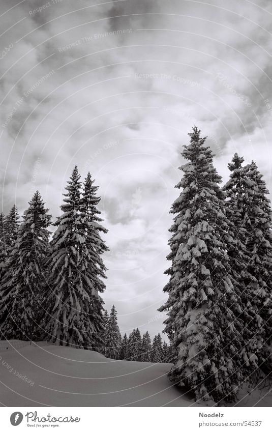 white trees Winter Baum Wolken weiß Wald Skigebiet Hoch-Ybrig Schnee Himmel