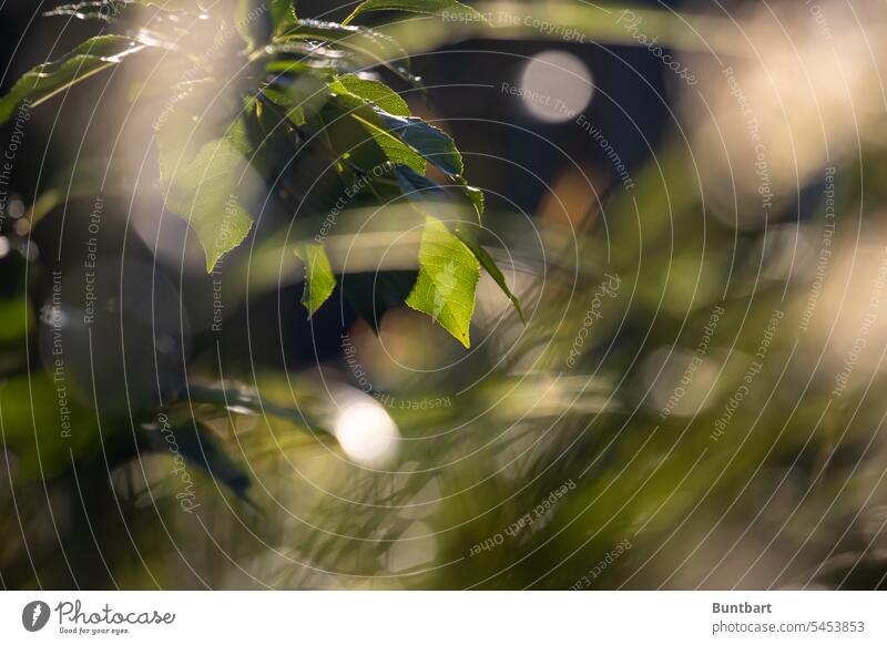 Gartengrün im Gegenlicht Blätter Blatt Natur Baum Laubwerk sauerkirsche Licht Schönheit Lichtreflexe Dickicht