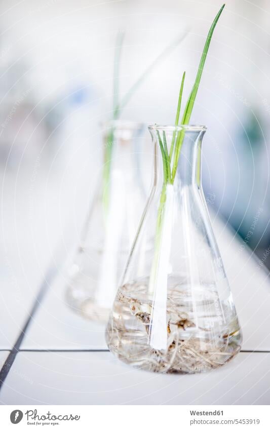 Sämlinge in Bechern im Labor pflanzen Labore Wissenschaft wissenschaftlich Wissenschaften Setzling Keimlinge Setzlinge Ableger Becherglas Arbeitsplatz