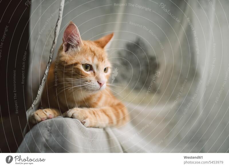 Porträt einer gestromten Katze auf der Rückenlehne einer Couch Lehne Lehnen Stuhllehne Tiermotive Tierthemen Zuhause zu Hause daheim bequem Komfortabel