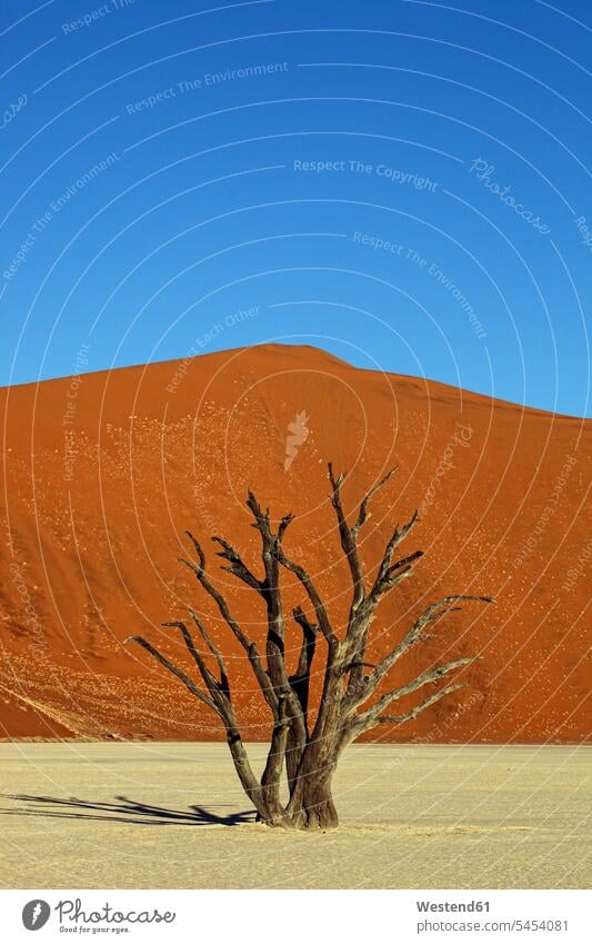 Namibia, Namib-Naukluft Park, Dead Vlei, toter Baum vor Wüstendüne heiß heiss Hitze totes abgestorben Außenaufnahme draußen im Freien Deadvlei Sonnenlicht