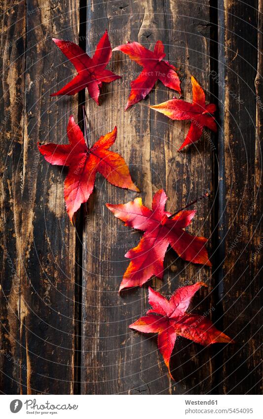 Sechs Herbstblätter von Sweetgum auf dunklem Holz rot rote roter rotes hölzern Mittelgroße Ansammlung von Gegenständen mehrere einige Herbstblatt Herbstblaetter
