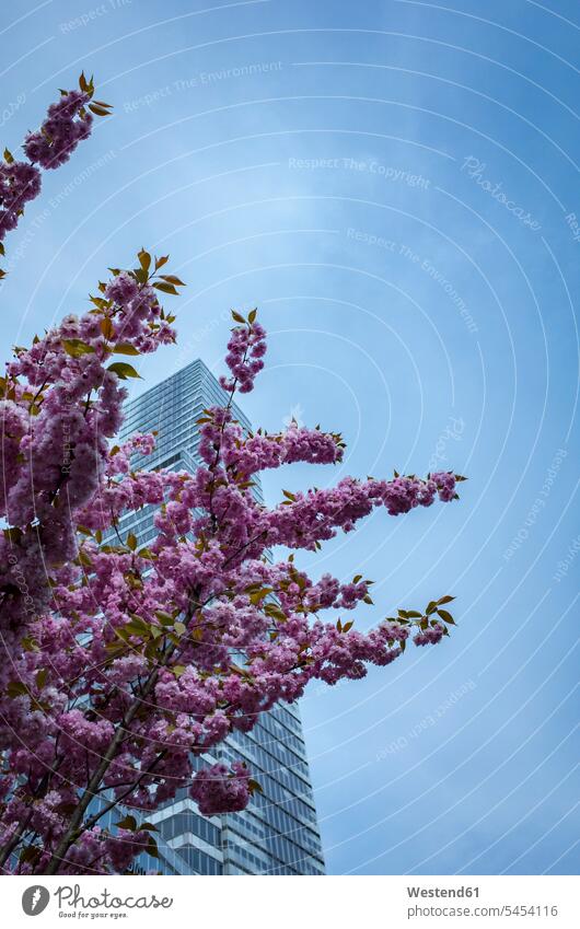Deutschland, Köln, Blick auf den Kölner Turm im Medienpark mit Kirschblüten im Vordergrund Schönheit der Natur Schoenheit der Natur Bürogebäude Bürohaus
