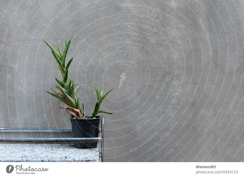 Kaktuspflanze gegen graue Wand Regal Ablage Regale Schlichtheit Einfachhheit einfach Innenaufnahme drinnen Innenaufnahmen Einfachheit schlicht Raumgestaltung
