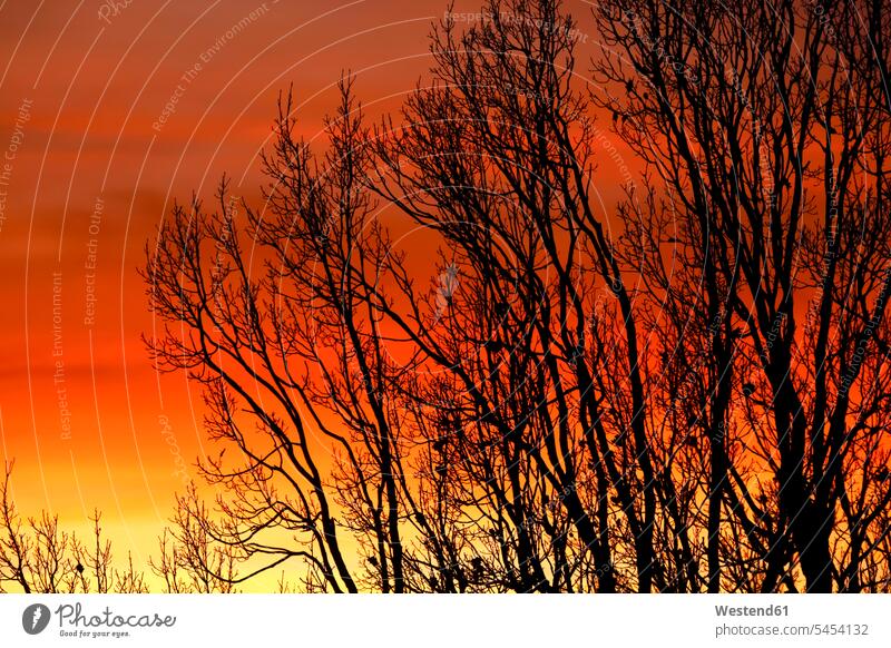 Deutschland, Abendhimmel und Bäume im Winter Sonnenuntergang Sonnenuntergänge Landschaft Landschaften blattlos ohne Blätter ohne Blaetter Ruhe Beschaulichkeit