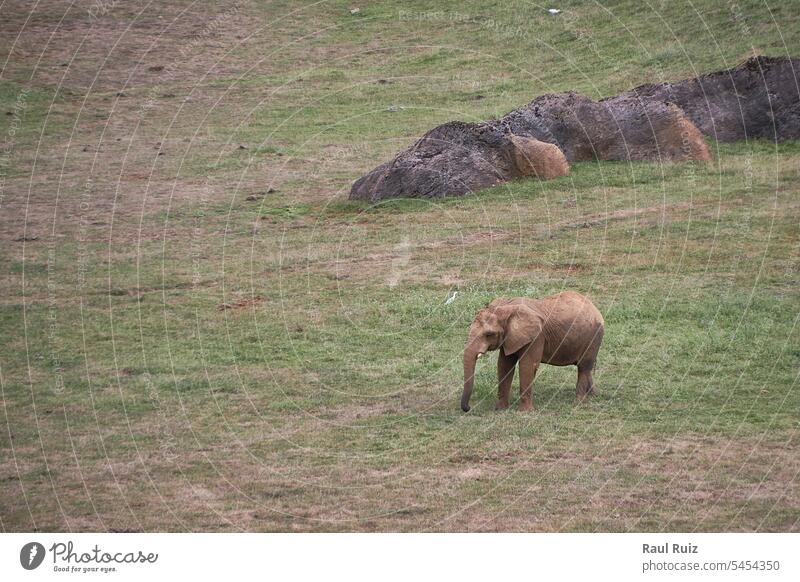 Ein einsamer Elefant auf der grünen Wiese Tier Afrika Afrikanisch Vorderseite riesig Elfenbein groß majestätisch Säugetier Safari Zähne Spaziergang Tierwelt