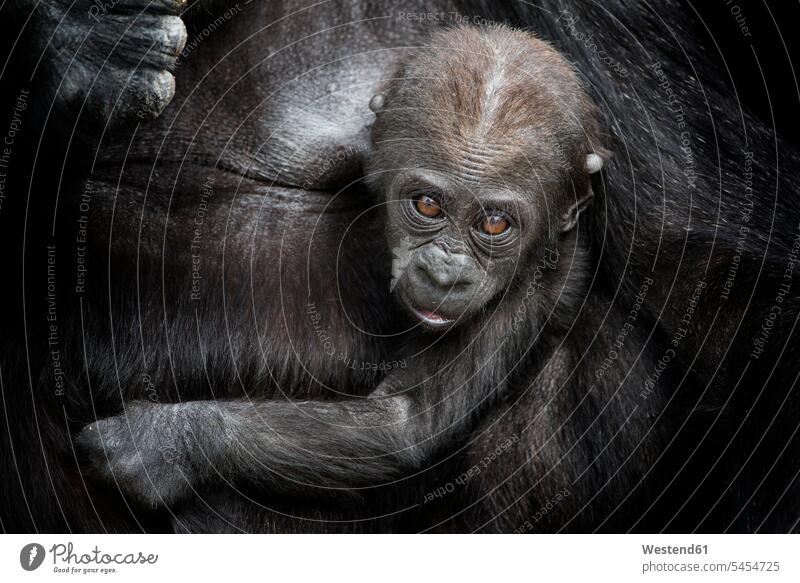 Porträt eines Gorillabababys im Arm der Mutter vor schwarzem Hintergrund schwarzer Hintergrund Geborgenheit geborgen behütet Sicherheit behüten ausgewachsen