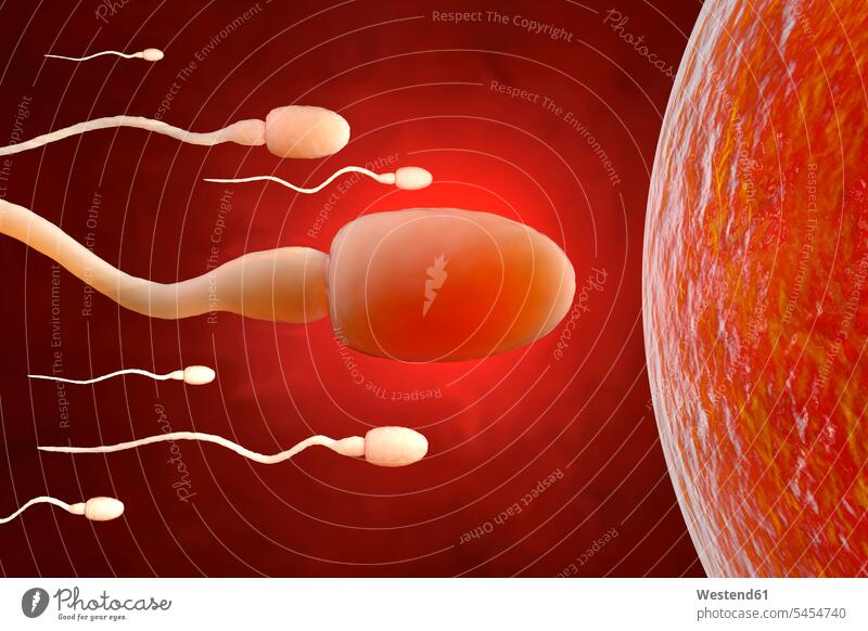Spermien, die versuchen, eine Eizelle zu erreichen, 3D-Rendering Bewegung sich bewegen 3D Illustration 3D Rendering Konkurrenz Bildsynthese Nahaufnahme