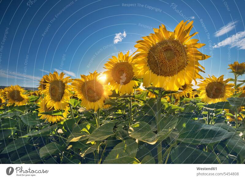 Sonnenblumenfeld gegen die Sonne Sommer Sommerzeit sommerlich Helianthus annuus Ruhe Beschaulichkeit ruhig Natur Sonnenblumenfelder Außenaufnahme draußen