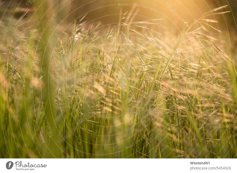 Gras auf dem Feld im Sonnenlicht Vegetation hohes Gras Sonnenschein sonnig Italien Wiese Wiesen ländlich auf dem Land auf dem Lande Sommer Sommerzeit sommerlich