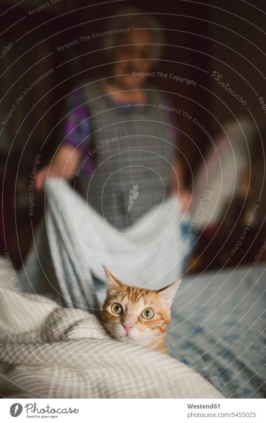 Porträt einer rothaarigen Katze in Alarmbereitschaft, während eine ältere Frau das Bett macht Europäer Kaukasier Europäisch kaukasisch Blick blicken Blicke