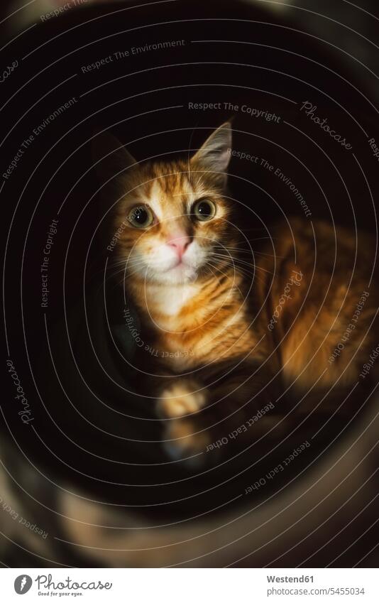 Porträt einer rothaarigen Katze, die etwas beobachtet starren anstarren Low Key Aufmerksamkeit aufmerksam Wachsamkeit wachsam getigert wegsehen Blick zur Seite