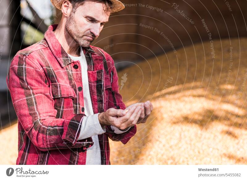 Landwirt untersucht Maiskorn Bauer Landwirte Bauern Mann Männer männlich Landwirtschaft Erwachsener erwachsen Mensch Menschen Leute People Personen Gemüse