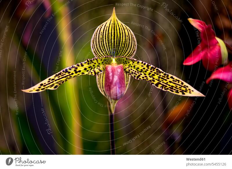 Orchideenblüte Niemand Zierpflanze Zierpflanzen Textfreiraum Anmut anmutig grazioes graziös Grazie Schönheit der Natur Schoenheit der Natur Zerbrechlichkeit