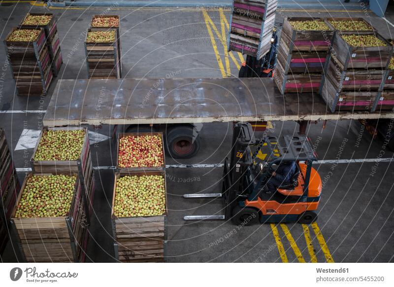 Gabelstapler, der Kisten mit Äpfeln bewegt Güterverkehr Gueterverkehr Nahrungsmittelfabrik Nahrungsmittelfabriken Große Ansammlung von Gegenständen