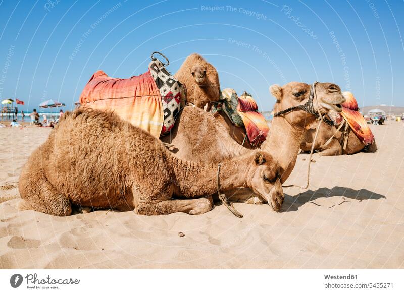 Marokko, Tanger, am Strand liegende Kamele Blauer Himmel rasten Rast ausruhen Menschen zufällige Personen junge Tiere Jungtier junges Tier kleine Tiere