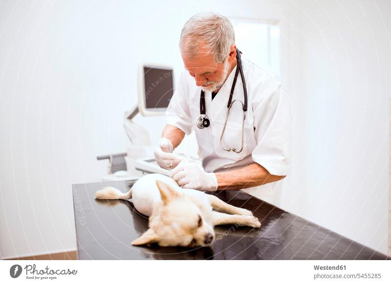 Leitender Tierarzt gibt Hund in Klinik eine Injektion Hunde Spritze Spritzen Tiermediziner Tierärzte Veterinär Veterinäre Haustier Haustiere Tierwelt Tiere