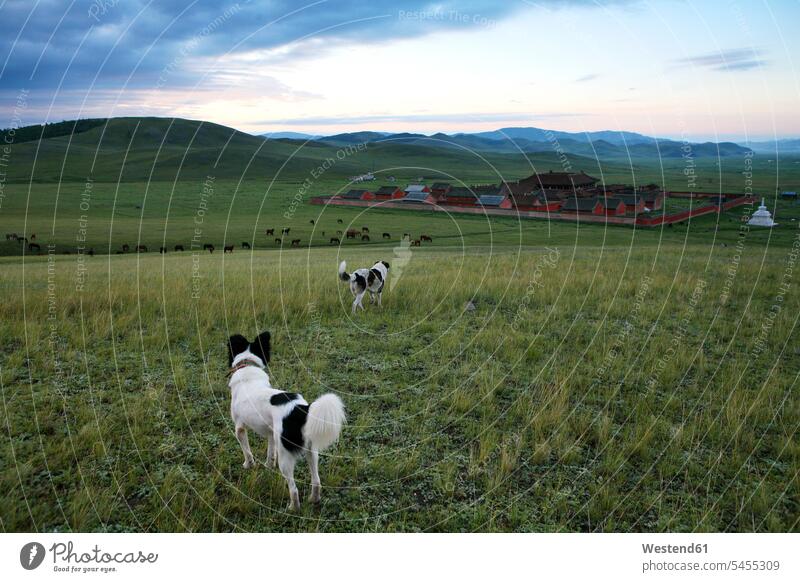 Mongolei, Provinz Selenge, Hunde auf Wiese und Kloster Amarbayasgalant Grasland Natur Berg Berge Außenaufnahme draußen im Freien Amarbayasgalant-Kloster