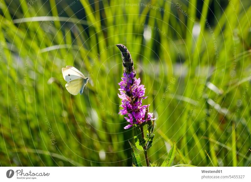 Kleiner Weißer fliegt nach Violetter Gilbweiderich Niemand Tierwelt Fauna Tierwelten Tiermotive Tierthemen Blume Blumen Blüte in der Luft Entwicklung entwickeln