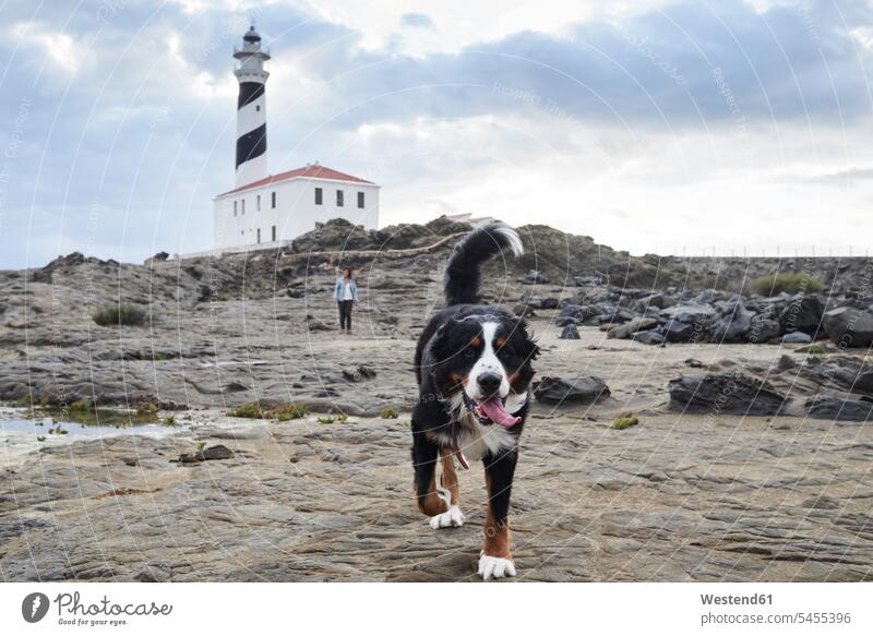 Spanien, Menorca, Berner Sennenhund beim Spaziergang vor seinem Besitzer im Freien am Leuchtturm Leuchttürme Berner Sennenhunde Außenaufnahme draußen gehen