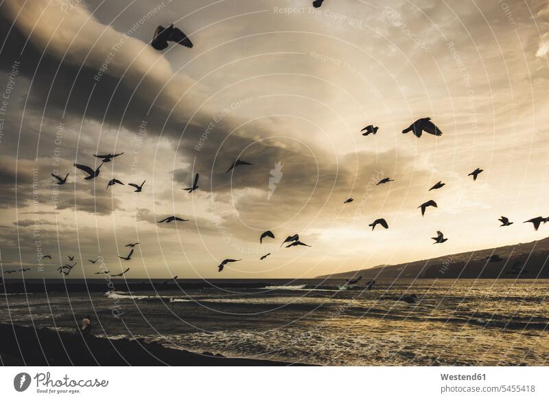 Spanien, Teneriffa, Puerto de la Cruz Atlantik am Morgen, fliegende Tauben Urlaubsregion Urlaubsort Urlaubsgebiet Vogelflug Große Tiergruppe