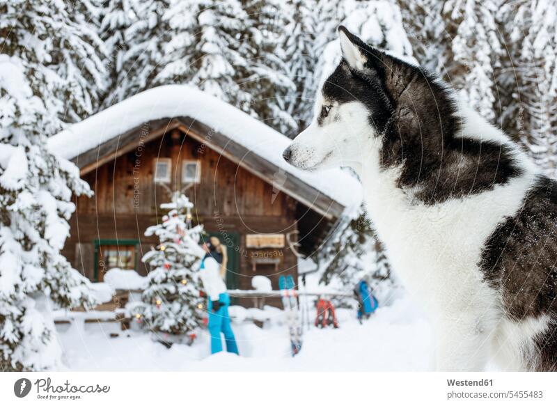 Österreich, Altenmarkt-Zauchensee, Hund im Schnee mit Frau an der Hütte im Hintergrund weiblich Frauen Hunde Hütten Wetter Erwachsener erwachsen Mensch Menschen