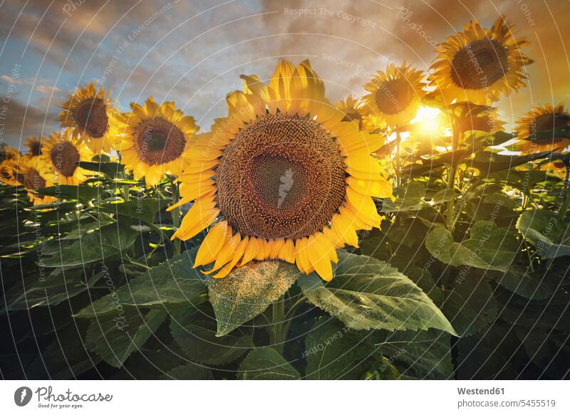 Spanien, Sonnenblumenfeld bei Sonnenuntergang Schönheit der Natur Schoenheit der Natur Abendlicht abendliches Licht Sonnenuntergänge Sonnenblumenfelder