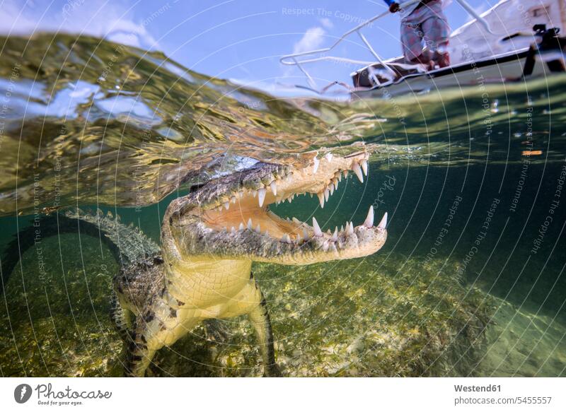 Mexiko, Amerikanisches Krokodil unter Wasser junge Frau junge Frauen schwimmen tauchen Gewässer Zahn Tierzahn Zähne Tierzähne Faszination Ehrfurcht einflößend