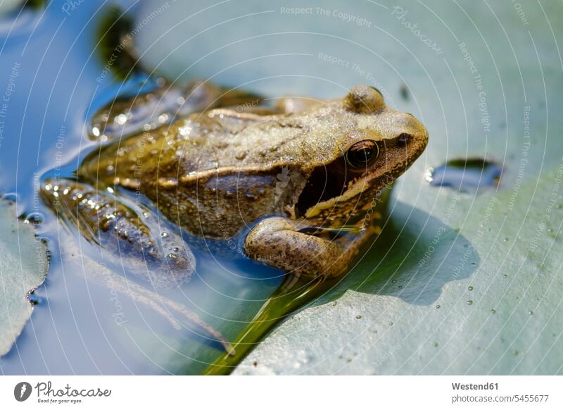 Gewöhnlicher Frosch kauert auf einem Seerosenblatt in einem Teich Niemand Bayern Wildtier Wildtiere Wildleben wildlife Sonnenlicht Blatt Blaetter Blätter Wasser
