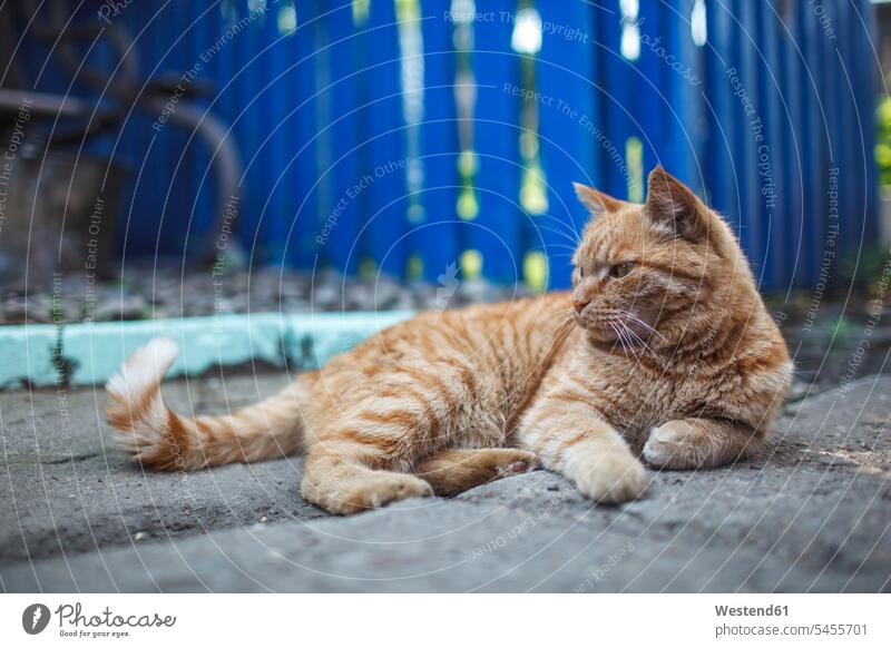 Russland, rothaarige Katze liegend Zaun Zäune Fokus Auf Den Vordergrund Fokus Auf Dem Vordergrund wegsehen Blick zur Seite wegschauen Entspannung entspannt