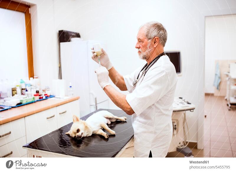 Leitender Tierarzt bereitet in der Klinik eine Injektion für einen Hund vor Hunde Spritze Spritzen Tiermediziner Tierärzte Veterinär Veterinäre Haustier