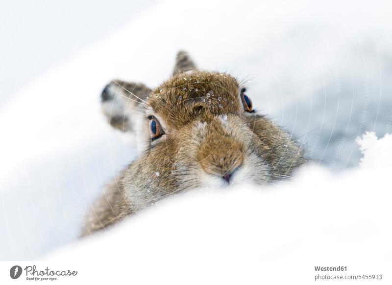 UK, Schottland, Porträt von Schneehase im Schnee verstecken Tierwelt Fauna Tierwelten Textfreiraum Tiermotive Tierthemen Nahaufnahme Nahaufnahmen Großaufnahme