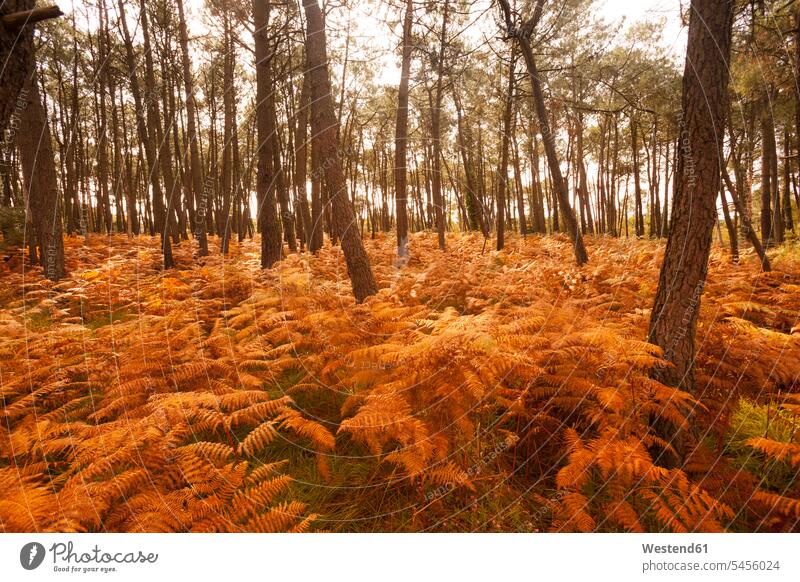 Frankreich, Bretagne, Herbstwald Niemand Textfreiraum Wald Forst Wälder Herbstfärbung Herbstfarben Abstrakt ungegenständlich ungegenstaendlich Tag am Tag