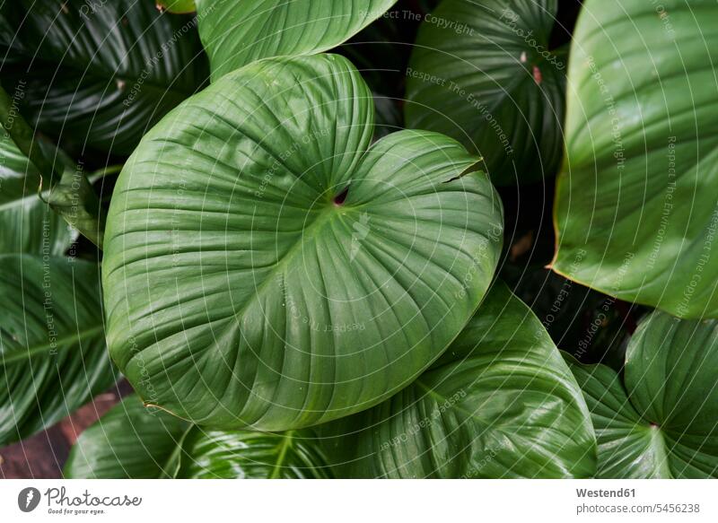 Grüne Blätter einer Pflanze Linie Linien Thailand Königreich Thailand Blatt Blaetter Hintergruende Natur Struktur Strukturen grün Niemand Ausschnitt Teil
