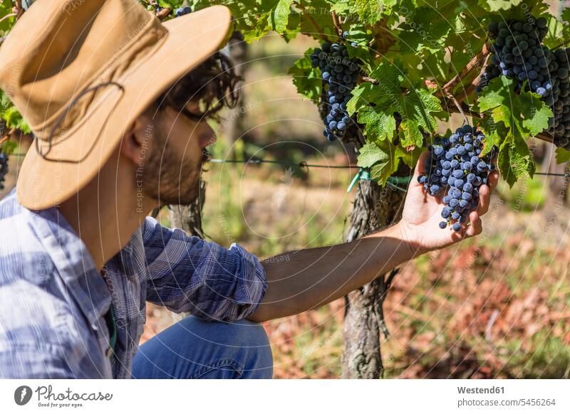 Mann untersucht Trauben am Rebstock Weinberg Weingaerten Weingarten Weingärten Weinberge prüfen Kontrolle Untersuchung kontrollieren pruefen ernten Ernte