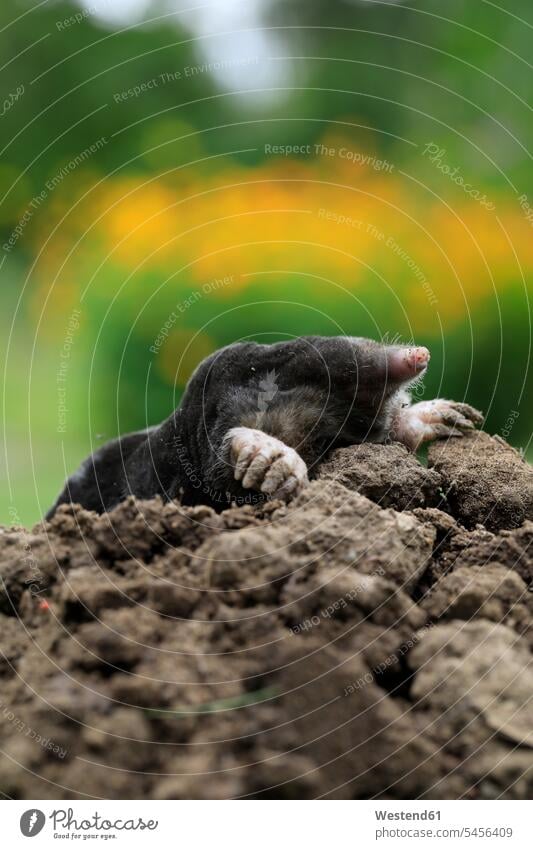 Europäischer Maulwurf auf Maulwurfshügel schwarz schwarzer schwarzen schwarzes Textfreiraum Erdboden Boden Erdreich Erde Tierkralle Kralle Krallen Tierkrallen