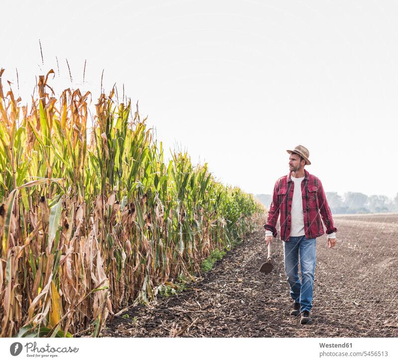 Landwirt geht am Maisfeld entlang Feld Felder Mann Männer männlich Bauer Landwirte Bauern gehen gehend Erwachsener erwachsen Mensch Menschen Leute People