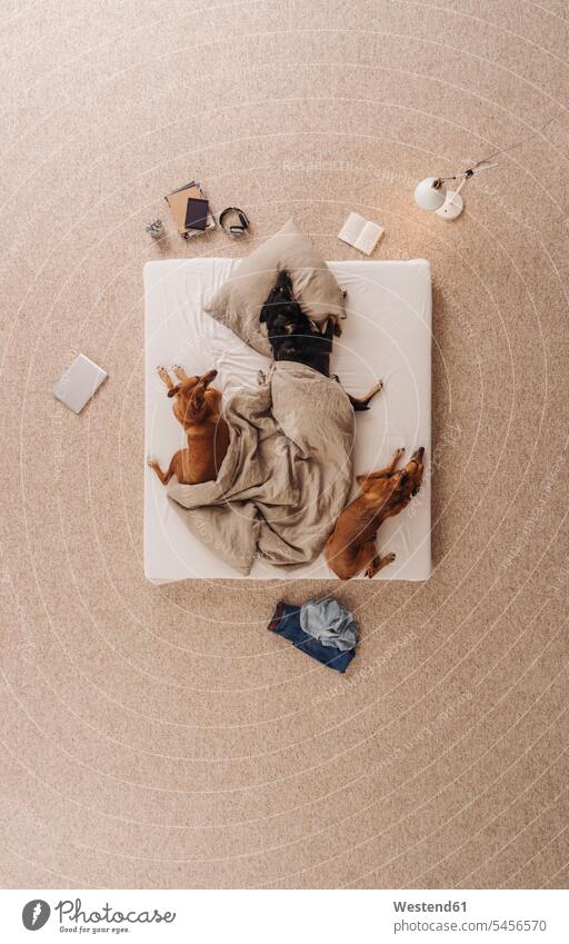 Drei Hunde liegen im Bett und schlafen kuscheln schmusen knuddeln Buch Bücher schlafend Schlaf Teilen Sharing Gruppe Gruppe von Menschen Menschengruppe