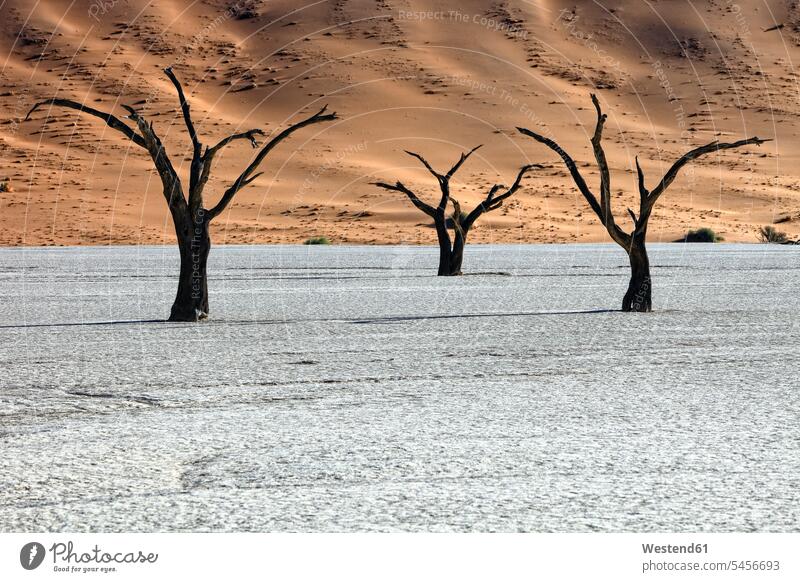 Namibia, Namib-Naukluft Park, tote Bäume im Dead Vlei Silhouette Umriß Gegenlicht Schattenbilder Silhouetten Konturen Umriss Umrisse Wüste Wüsten toter totes