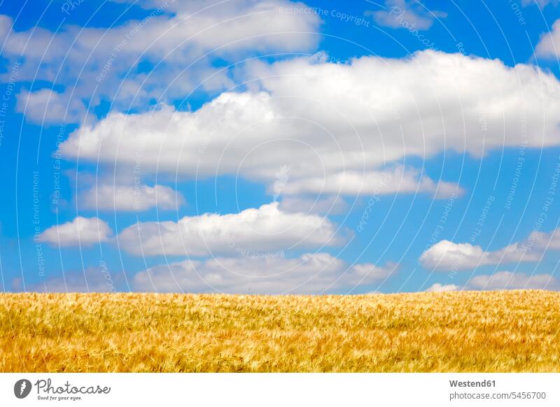 Getreidefeld im Sommer Wolke Wolken Kulturpflanze Kulturpflanzen Nutzpflanzen Ruhe Beschaulichkeit ruhig Korn Tag am Tag Tageslichtaufnahme tagsueber