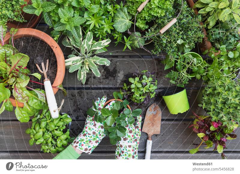Hände einer Frau, die verschiedene kulinarische Kräuter und Gemüse anpflanzt Handschuh Handschuhe Nasturtium officinale Topfpflanze Topfpflanzen Draufsicht