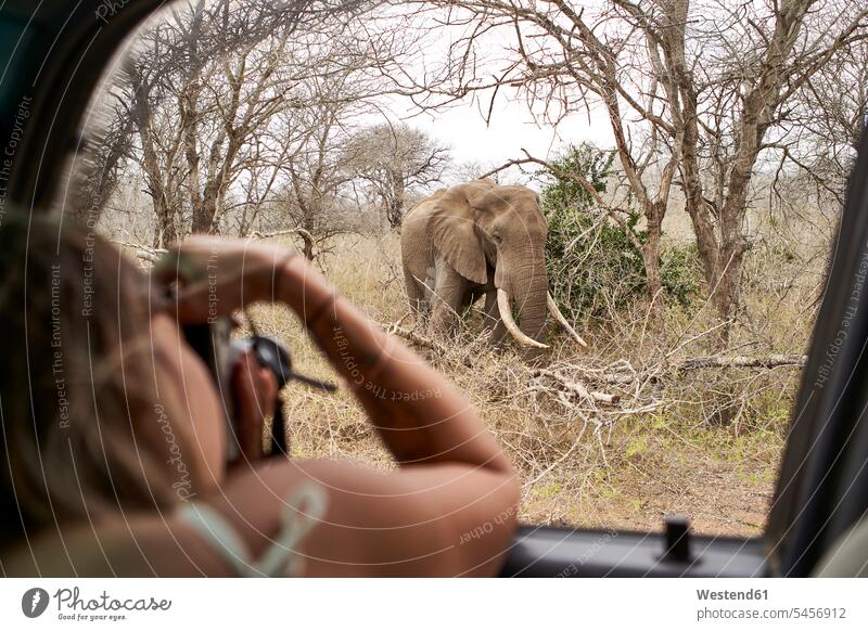 Frau, die einen Elefanten aus dem Autofenster fotografiert, Krüger-Nationalpark, Lesotho, Afrika Touristen Bilder Bildnis Fotos KFZ Verkehrsmittel Automobil