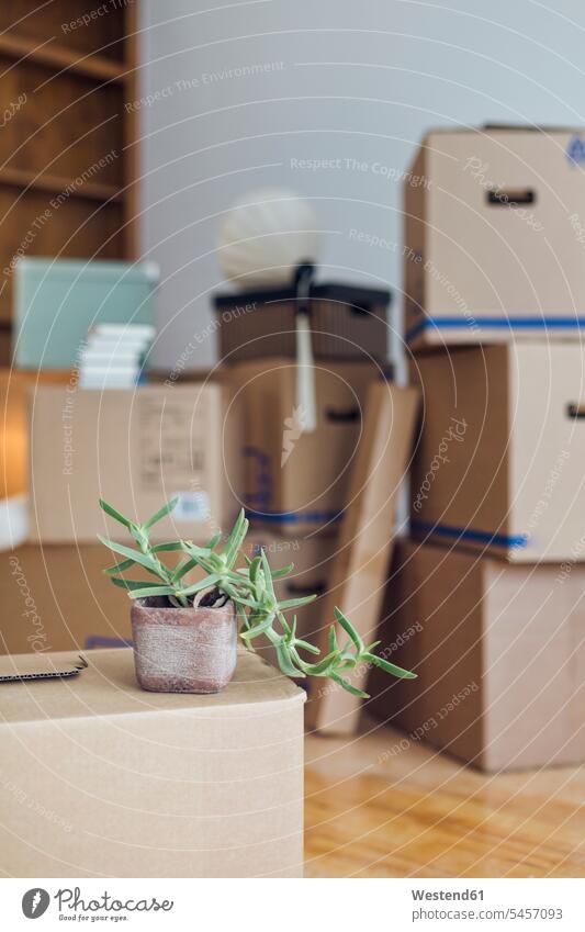 Topfpflanze auf Pappkarton in einem leeren Raum in einem neuen Heim Kartons Pappkartons anfangen Anfänge Beginn beginnen selbständig Selbständigkeit Unabhängig