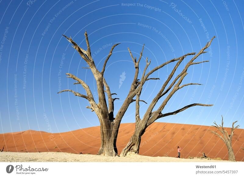 Tote Bäume in Deadvlei, Sossusvlei, Namib-Wüste, Namibia Leute Menschen People Person Personen erwachsen 30 - 40 Jahre 30 bis 40 30 bis 40 Jahre 30-40