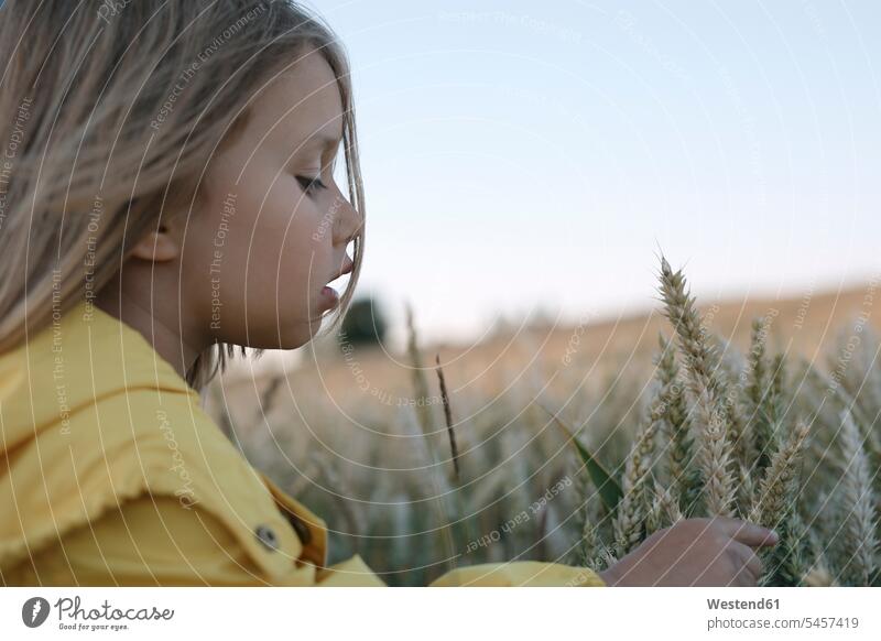 Kleines Mädchen berührt Roggenohren auf dem Feld berühren Berührung anfassen Secale cereale Ähre Getreideähre Ähren weiblich Korn Pflanze Pflanzenwelt Flora
