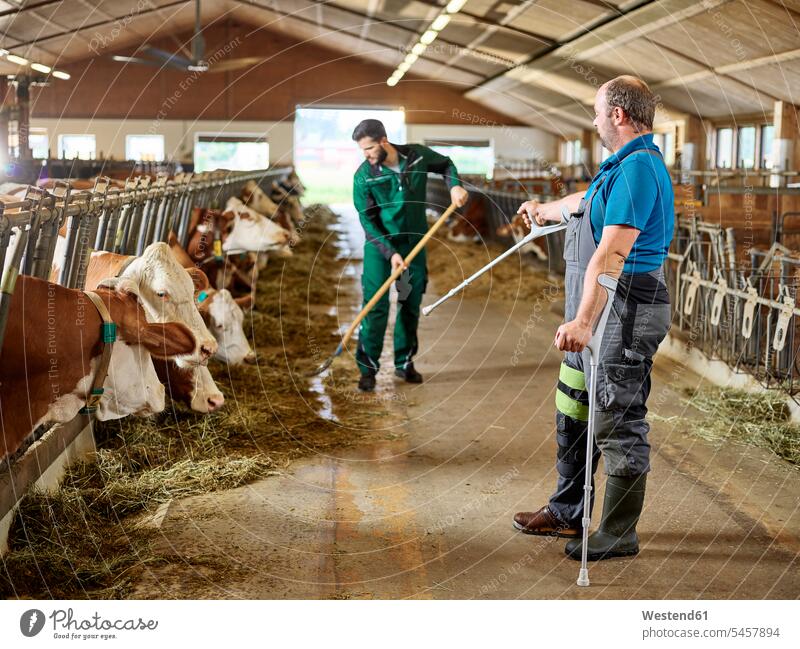 Landwirt auf Krücken, der den Mann beim Füttern der Kühe im Stall auf einem Bauernhof führt Männer männlich Farmen Bauernhoefe Bauernhöfe Landwirte Stallung